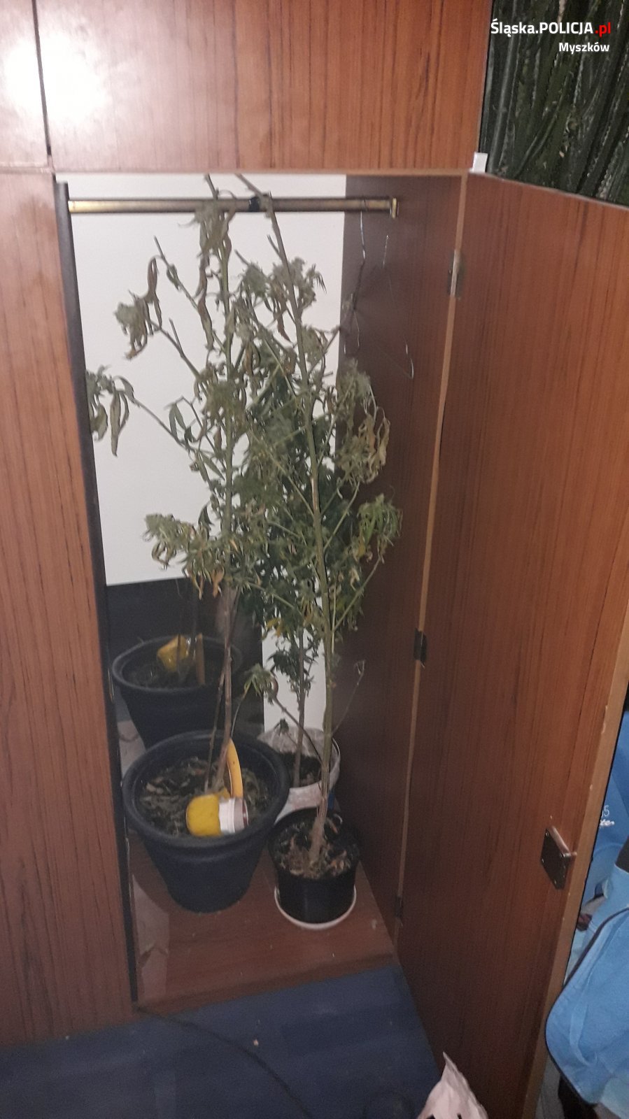 ZL plantacja 2